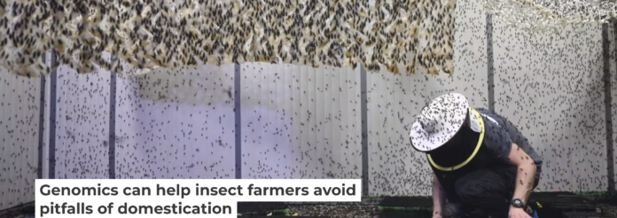 A biologist maintains a large population of black soldier flies for protein farming. picture alliance/Contributer via Getty Images A biologist maintains a large population of black soldier flies for protein farming. picture alliance/Contributer via Getty Images